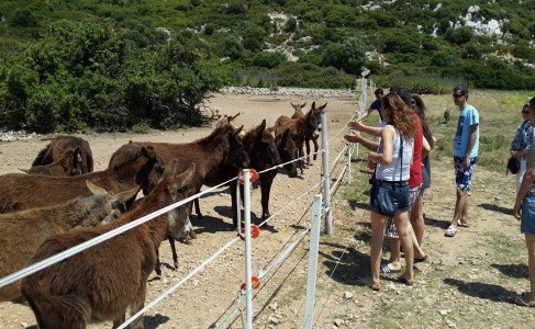 çeşme tekne turu fırsatı